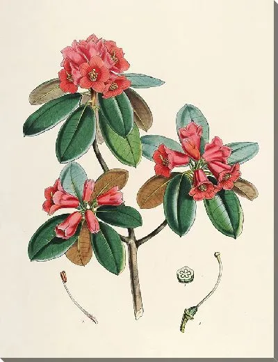 Картина Рододендроны Сикким-Гималаев, табл. 07 (1849–1851 гг.)