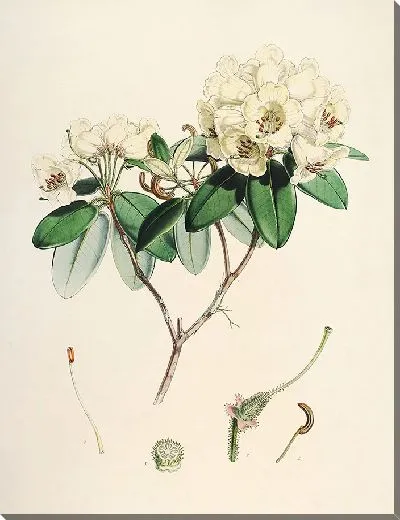 Картина Рододендроны Сиккима-Гималаев, табл. 30 (1849–1851 гг.)