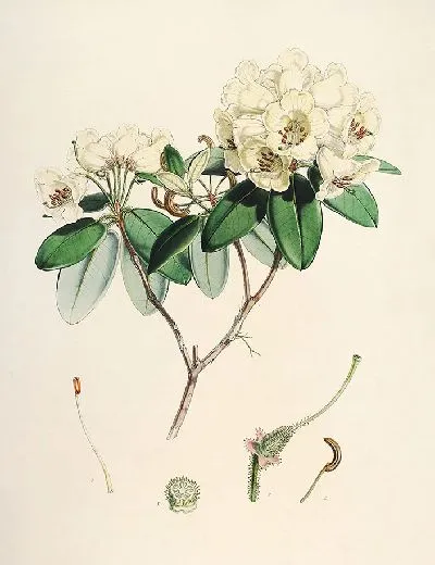 Картина Рододендроны Сиккима-Гималаев, табл. 30 (1849–1851 гг.)