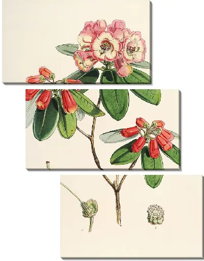 Картина Рододендроны Сиккима-Гималаев, табл. 29 (1849–1851 гг.)