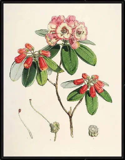 Картина Рододендроны Сиккима-Гималаев, табл. 29 (1849–1851 гг.)