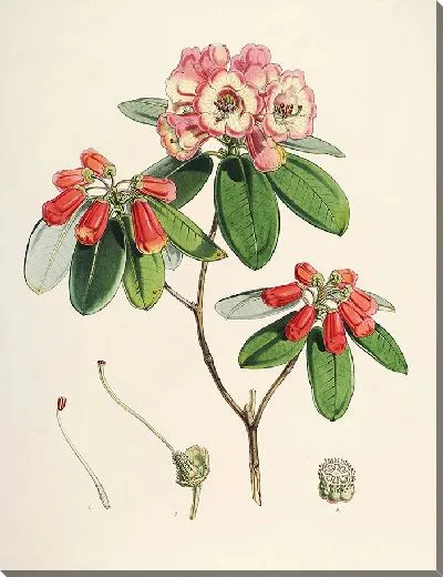 Картина Рододендроны Сиккима-Гималаев, табл. 29 (1849–1851 гг.)