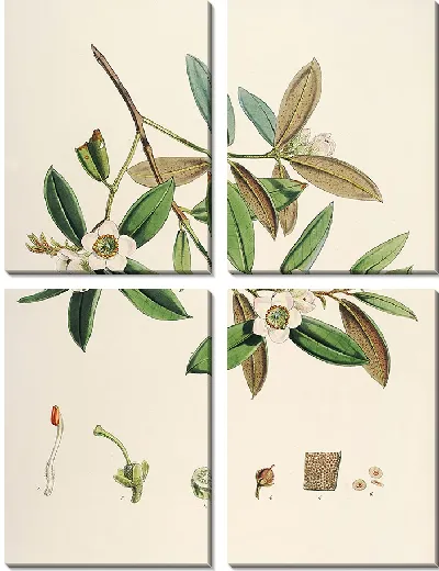 Картина Рододендроны Сиккима-Гималаев, табл. 28 (1849–1851 гг.)