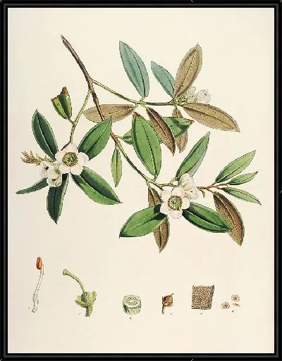 Картина Рододендроны Сиккима-Гималаев, табл. 28 (1849–1851 гг.)