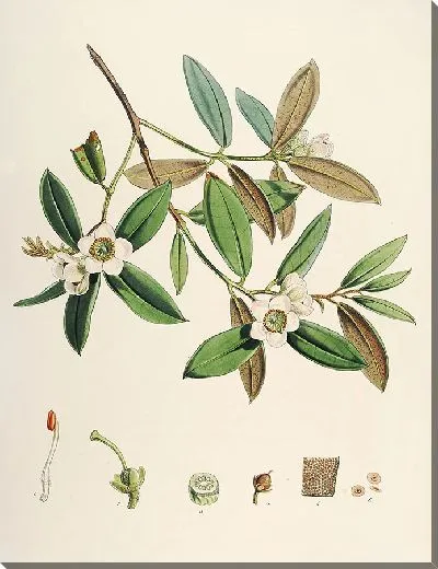 Картина Рододендроны Сиккима-Гималаев, табл. 28 (1849–1851 гг.)