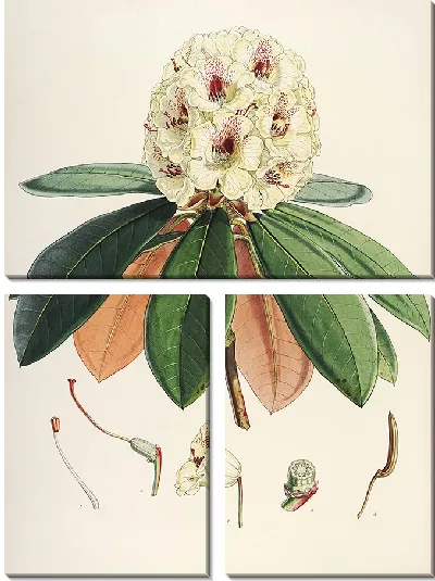 Картина Рододендроны Сиккима-Гималаев, табл. 27 (1849–1851 гг.)