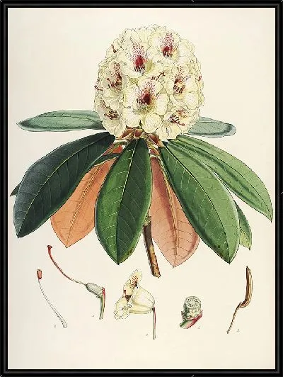 Картина Рододендроны Сиккима-Гималаев, табл. 27 (1849–1851 гг.)
