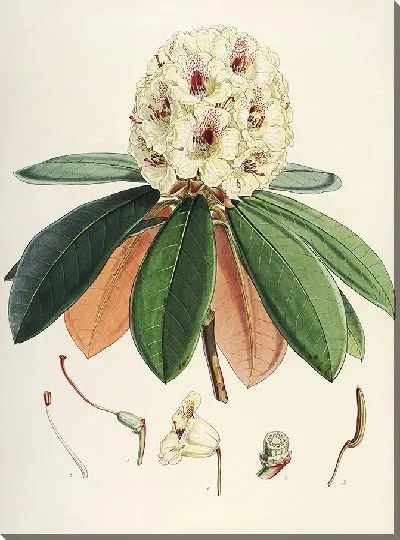 Картина Рододендроны Сиккима-Гималаев, табл. 27 (1849–1851 гг.)