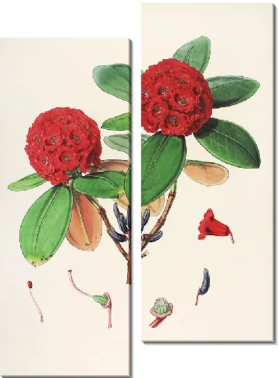 Картина Рододендроны Сиккима-Гималаев, табл. 25 (1849–1851 гг.)