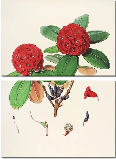 Картина Рододендроны Сиккима-Гималаев, табл. 25 (1849–1851 гг.)