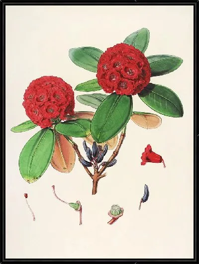Картина Рододендроны Сиккима-Гималаев, табл. 25 (1849–1851 гг.)