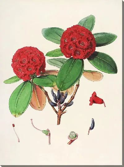 Картина Рододендроны Сиккима-Гималаев, табл. 25 (1849–1851 гг.)