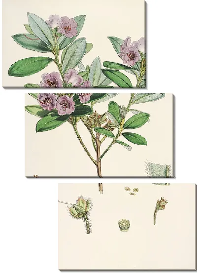 Картина Рододендроны Сиккима-Гималаев, табл. 24 (1849–1851 гг.)