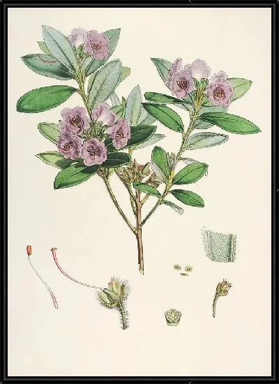 Картина Рододендроны Сиккима-Гималаев, табл. 24 (1849–1851 гг.)