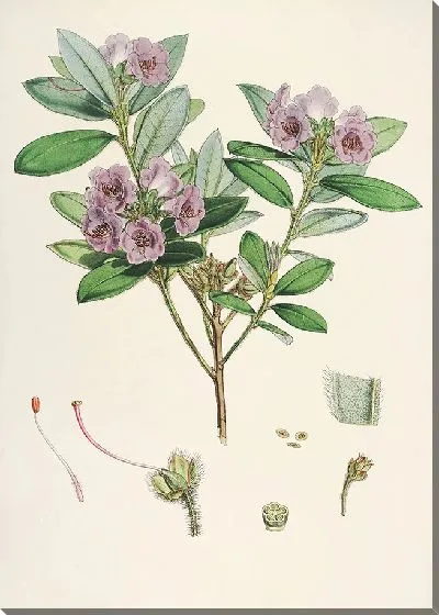 Картина Рододендроны Сиккима-Гималаев, табл. 24 (1849–1851 гг.)