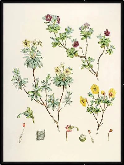 Картина Рододендроны Сиккима-Гималаев, табл. 23 (1849–1851 гг.)