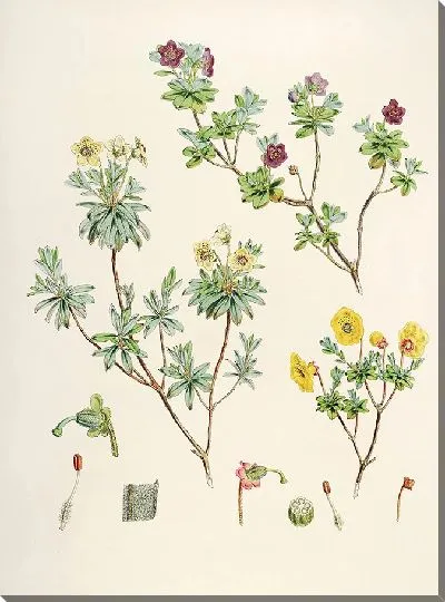 Картина Рододендроны Сиккима-Гималаев, табл. 23 (1849–1851 гг.)