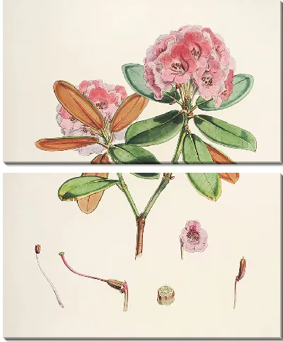 Картина Рододендроны Сиккима-Гималаев, табл. 22 (1849–1851 гг.)