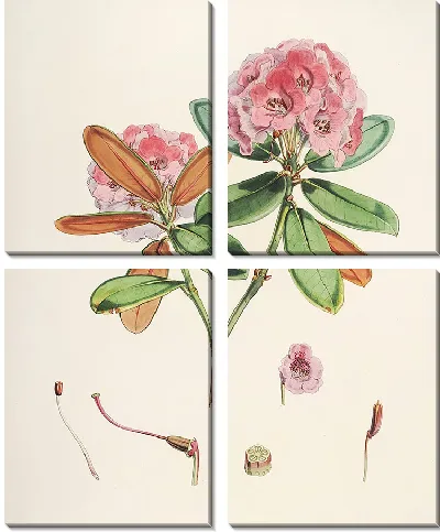 Картина Рододендроны Сиккима-Гималаев, табл. 22 (1849–1851 гг.)