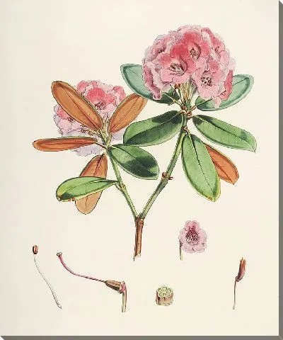 Картина Рододендроны Сиккима-Гималаев, табл. 22 (1849–1851 гг.)