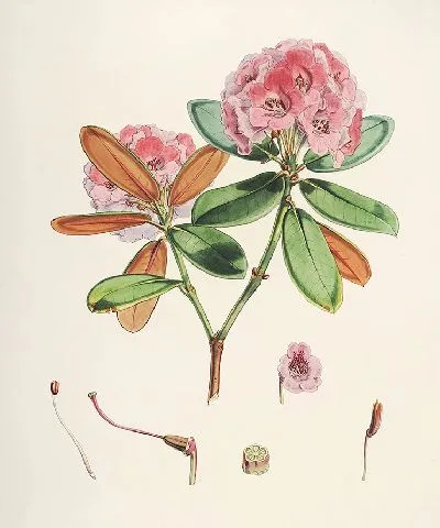 Картина Рододендроны Сиккима-Гималаев, табл. 22 (1849–1851 гг.)