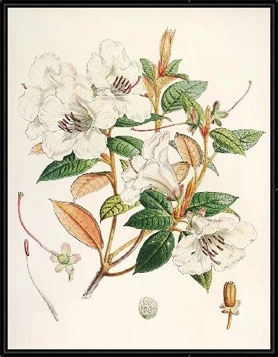 Картина Рододендроны Сиккима-Гималаев, табл. 21 (1849–1851 гг.)