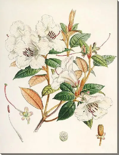 Картина Рододендроны Сиккима-Гималаев, табл. 21 (1849–1851 гг.)