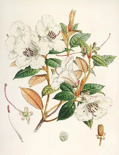 Картина Рододендроны Сиккима-Гималаев, табл. 21 (1849–1851 гг.)