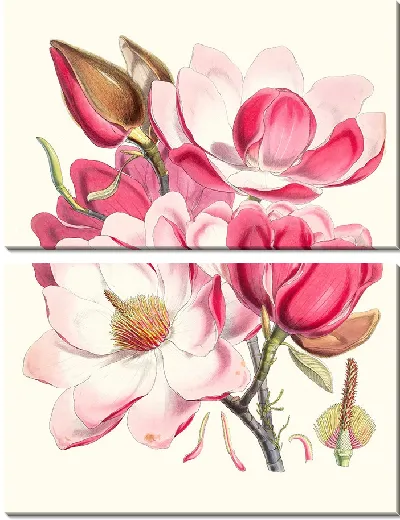 Картина Магнолия Campbellii (Цветковое растение) (1855 г.)