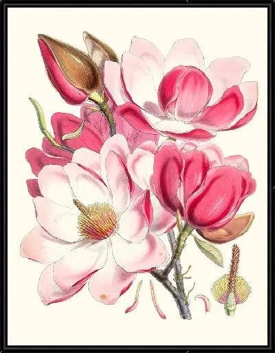 Картина Магнолия Campbellii (Цветковое растение) (1855 г.)