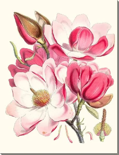 Картина Магнолия Campbellii (Цветковое растение) (1855 г.)