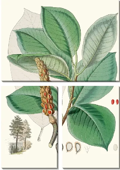 Картина Магнолия Campbellii (Плодоносящее растение в листве) (1855 г.)