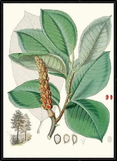 Картина Магнолия Campbellii (Плодоносящее растение в листве) (1855 г.)