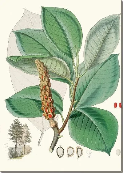 Картина Магнолия Campbellii (Плодоносящее растение в листве) (1855 г.)