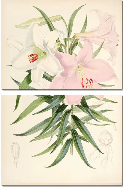 Картина Лилия японская (1877-1880)