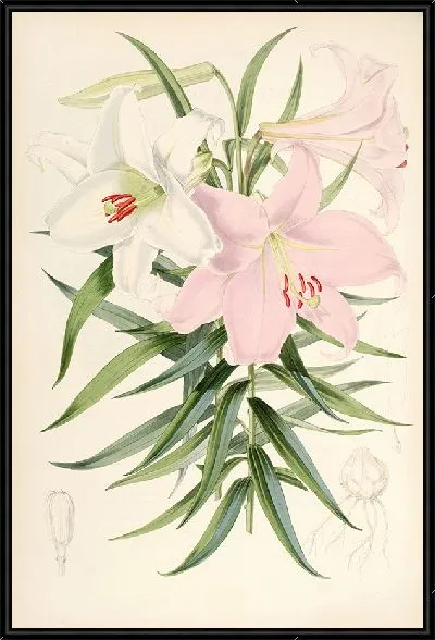 Картина Лилия японская (1877-1880)