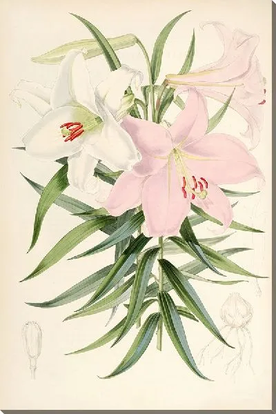 Картина Лилия японская (1877-1880)