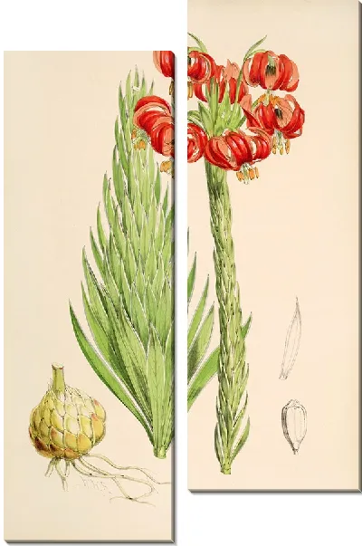 Картина Лилия Халцедонум (1877-1880)