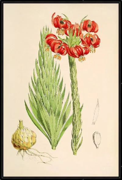 Картина Лилия Халцедонум (1877-1880)