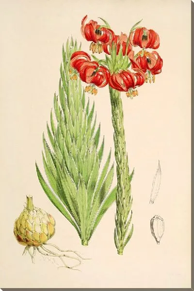 Картина Лилия Халцедонум (1877-1880)