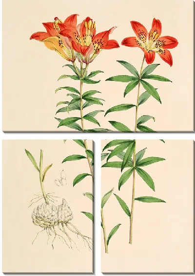Картина Лилия Филадельфикум (1877-1880)