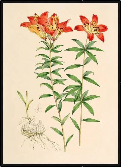 Картина Лилия Филадельфикум (1877-1880)