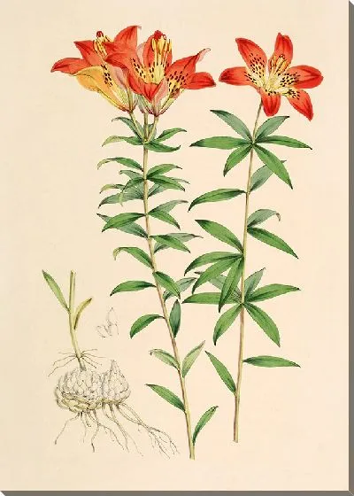 Картина Лилия Филадельфикум (1877-1880)