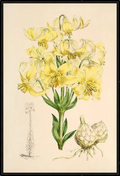 Картина Лилия тестцеум (1877-1880)