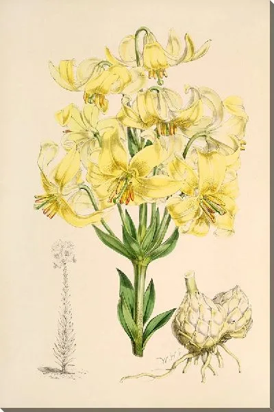 Картина Лилия тестцеум (1877-1880)