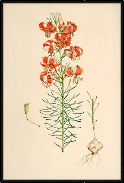 Картина Лилия Тенуифолиум (1877-1880)