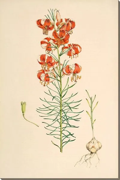 Картина Лилия Тенуифолиум (1877-1880)