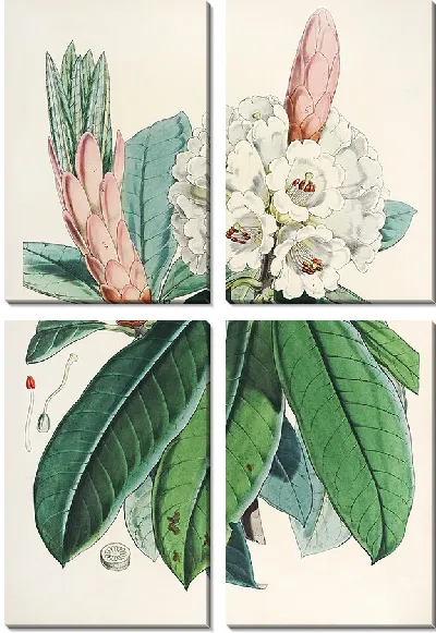 Картина Рододендроны Сикким-Гималаев, табл. 111 (1849–1851 гг.)