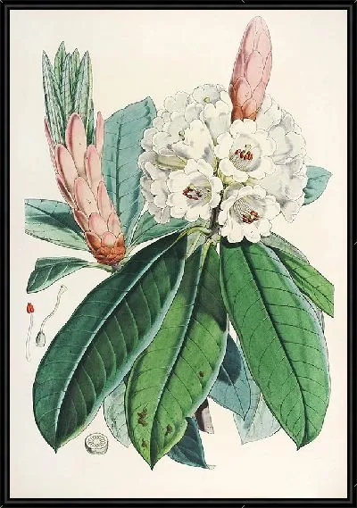 Картина Рододендроны Сикким-Гималаев, табл. 111 (1849–1851 гг.)