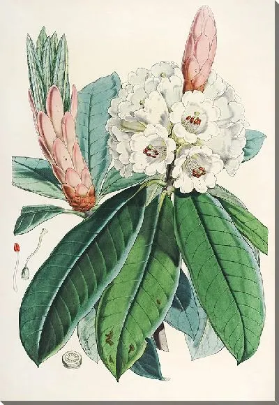 Картина Рододендроны Сикким-Гималаев, табл. 111 (1849–1851 гг.)